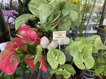 色々な花｜「花豊」　（静岡県袋井市の花キューピット加盟店 花屋）のブログ