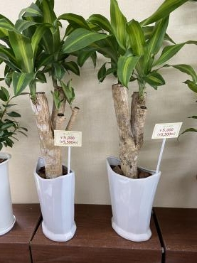 観葉植物|「花豊」　（静岡県袋井市の花屋）のブログ