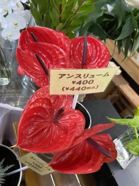 アンスリューム｜「花豊」　（静岡県袋井市の花キューピット加盟店 花屋）のブログ